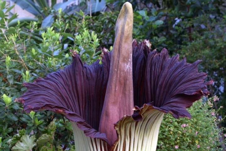 В Германии украли гигантский вонючий цветок