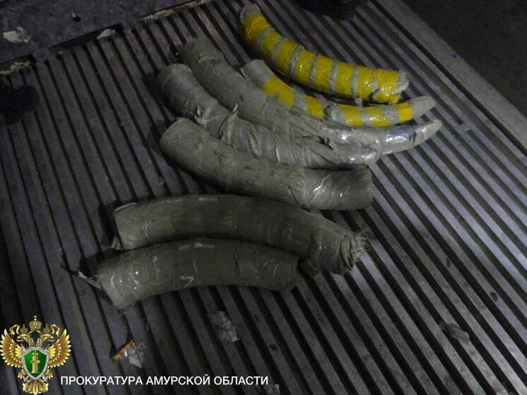 Китайский водитель пытался вывезти 116 кг бивней мамонта из Приамурья