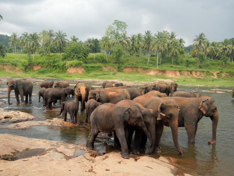 Sri Lanka dejará de emitir visas en el aeropuerto a partir del 15 de octubre.