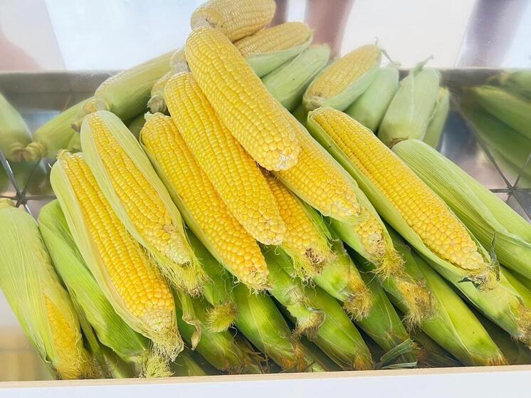 На Ставрополье проверили свыше ста образцов кукурузы на безопасность