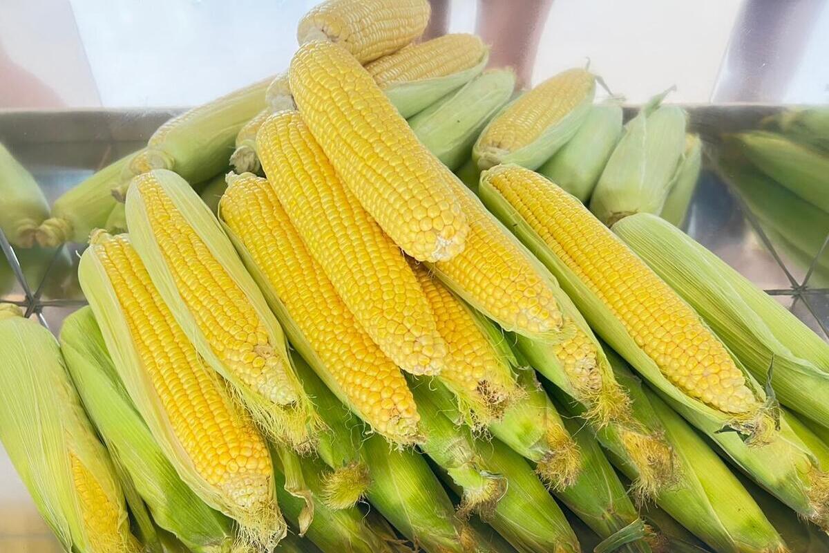 На Ставрополье проверили свыше ста образцов кукурузы на безопасность