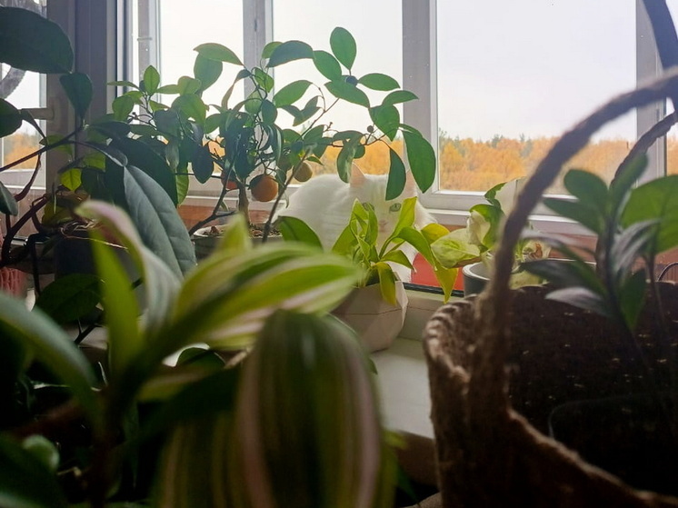 Мои цветы постоянно гибли, пока я не узнала про эти 5 ошибок. Теперь дома — настоящий сад