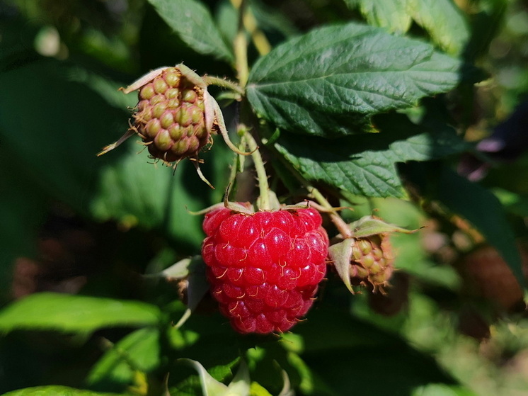 Малина в октябре: 3 главные работы для богатого урожая - обработка, обрезка и другие советы агрономов