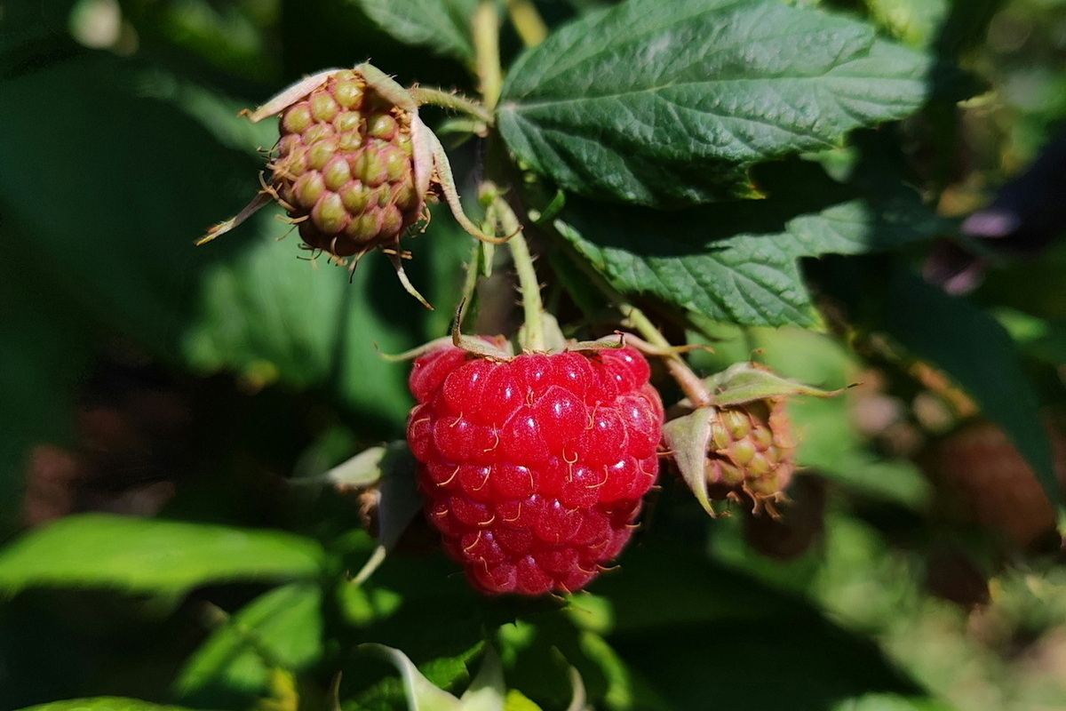 Preparazione Autunnale per un Futuro Raccolto Abbondante: Consigli e Strategie per un Successo Agricolo