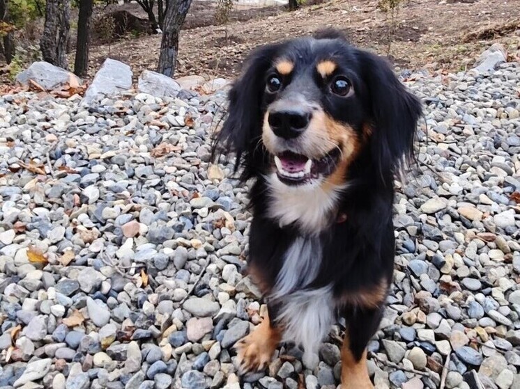 Во Владивостоке измерили  любовь к собакам в гигабайтах
