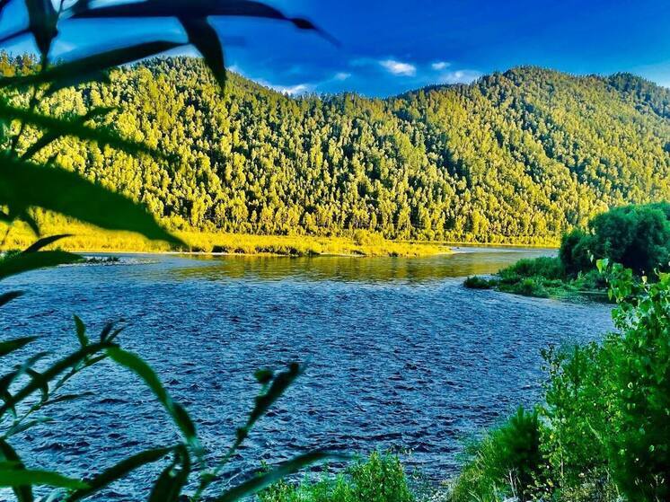 В Абазе застрелили медведя, который хозяйничал на дачах