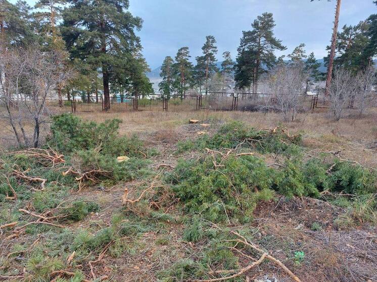 В Улан-Удэ на Центральном кладбище неизвестный спилил дерево