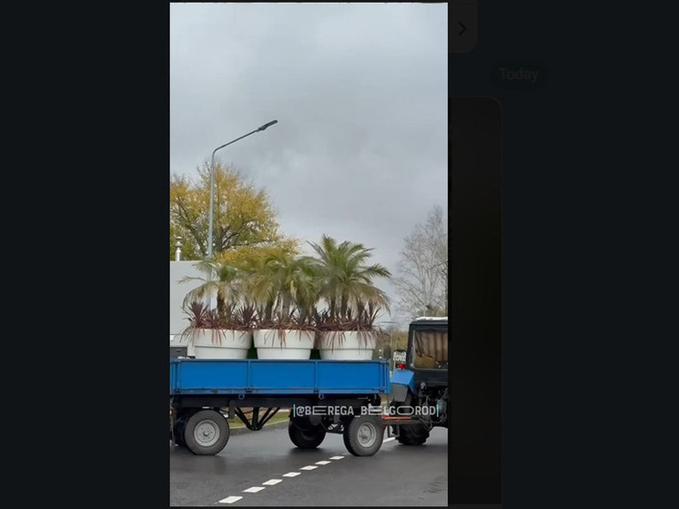 Пальмы из парка «Берега» Белгорода уехали на зимовку в теплицы