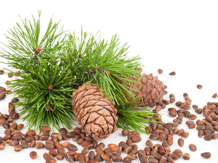 Учёные из кедра получили компонент, который подавляет рост раковых клеток