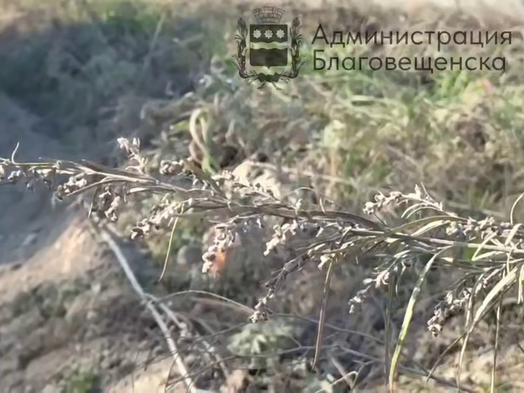 «Дальневосточную генерирующую компанию» оштрафовали за нескошенную траву на территории Благовещенска