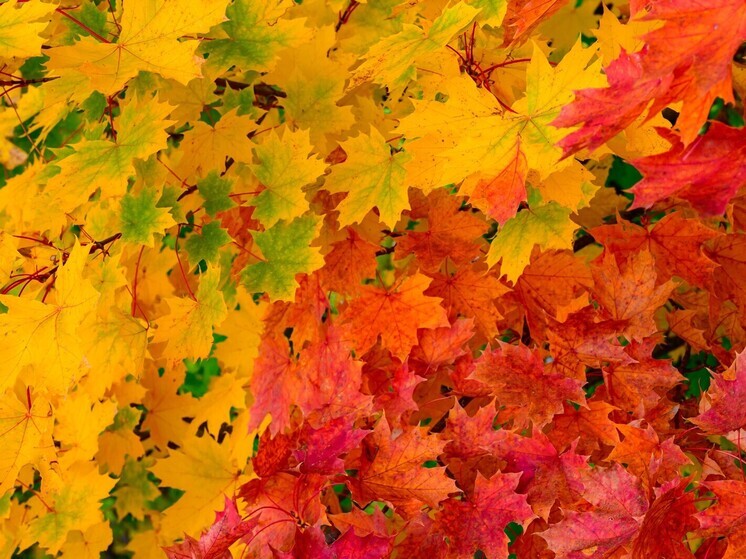 15 октября отмечают День осенних листьев и День борьбы с раком молочной железы