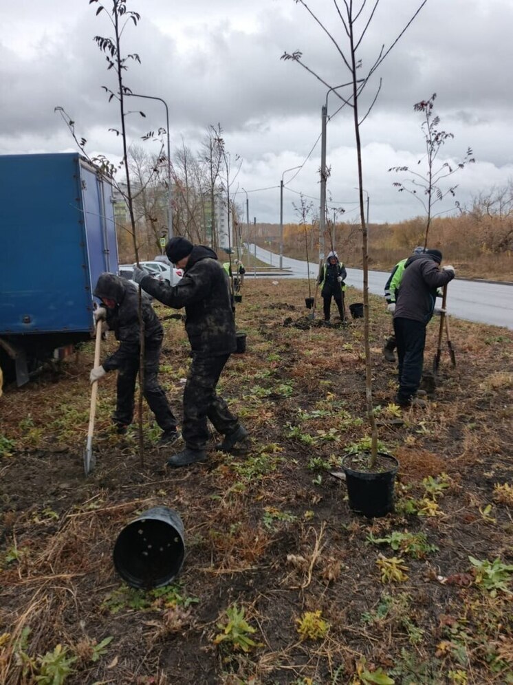 Пензенцев призвали беречь новые деревья и кустарники в городе