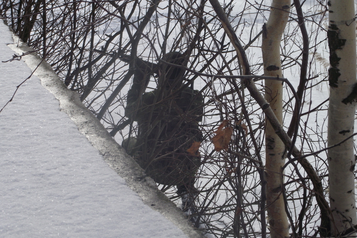 Сезон охоты на пушного зверя стартует в Вологодской области
