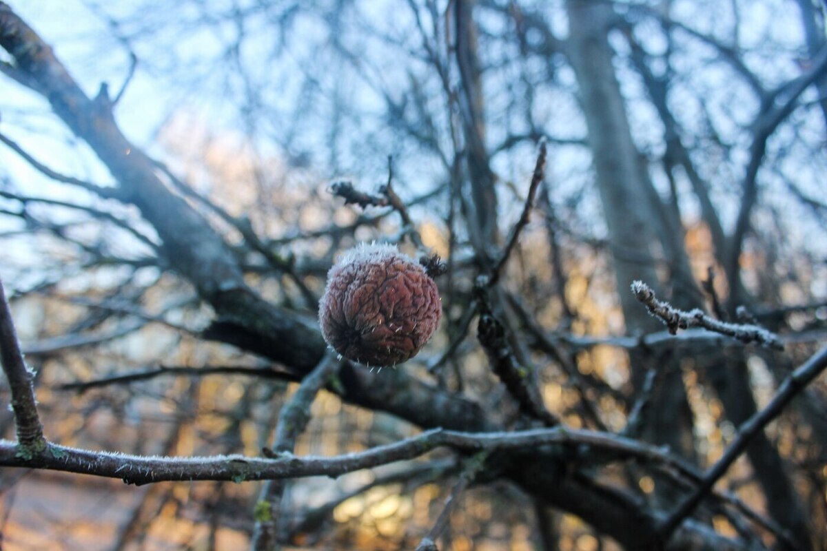 Ближайшие три дня в Хакасии будет идти снег