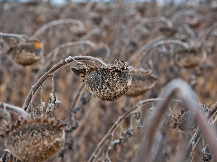 В Волгоградской области ночью 15 октября ожидается до -4℃