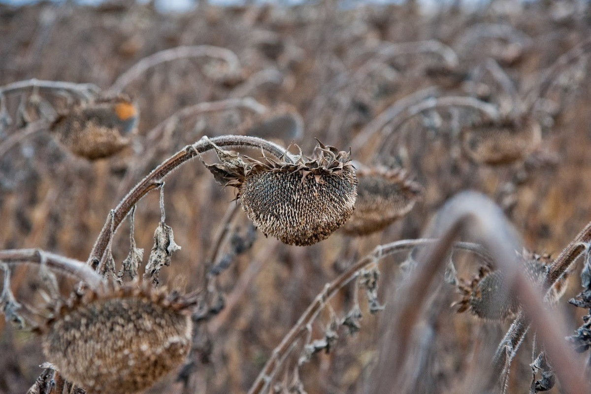 В Волгоградской области ночью 15 октября ожидается до -4℃