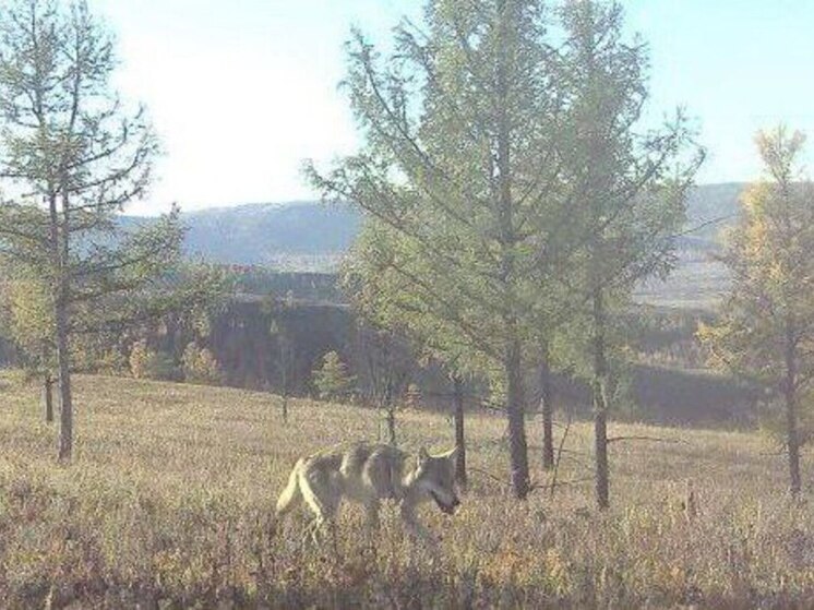 Волк, медведь и косуля попали в объектив фотоловушки в Забайкалье