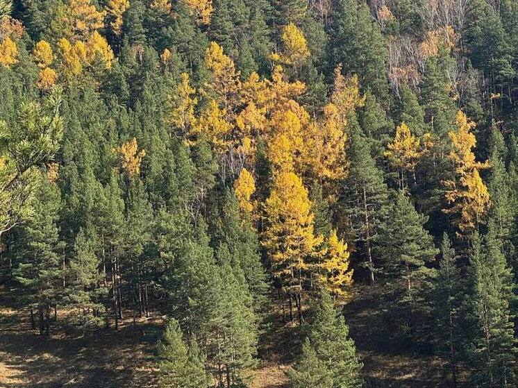 Хакасские охотники держат оборону от медведей
