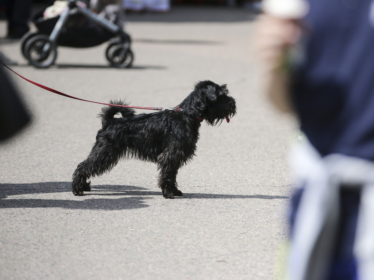 Mash: московскую собачницу наказали за неубранную мочу питомца