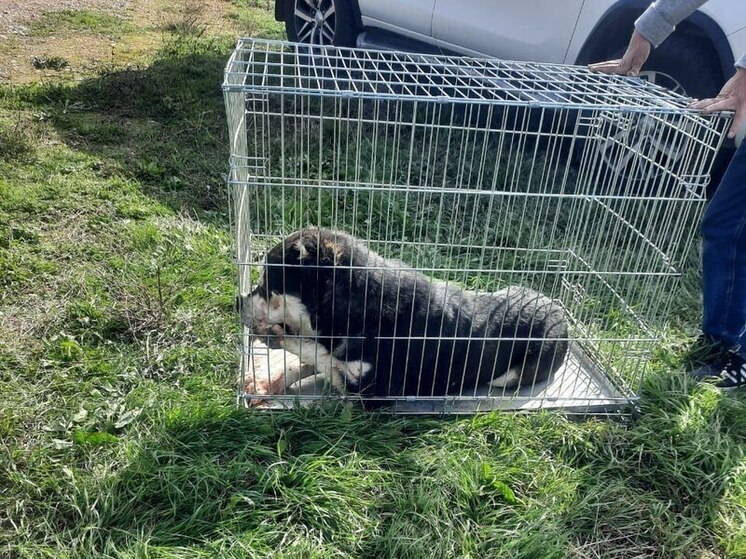 В Минераловодском округе неизвестные устроили побег собак из питомника