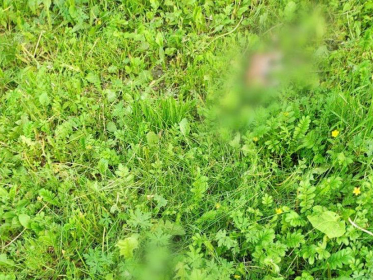 В Красноярске женщина выбросила новорожденных щенков из окна: животные погибли
