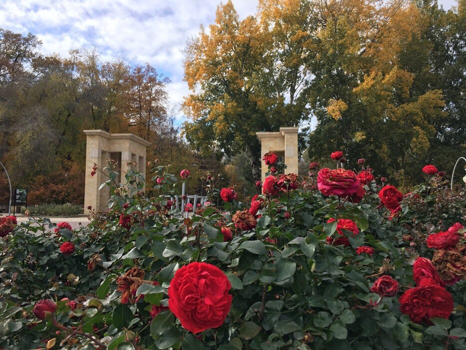 Воронежцы поделились красотой Центрального парка в октябре
