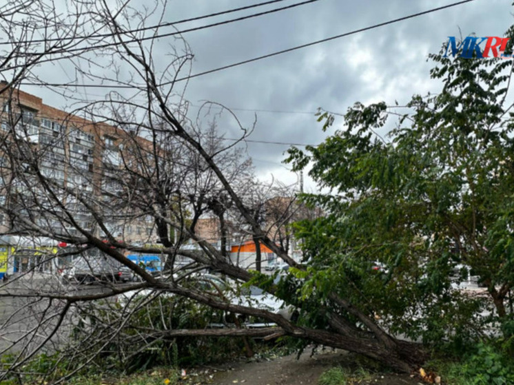 В центре Рязани дерево упало рядом с припаркованными машинами