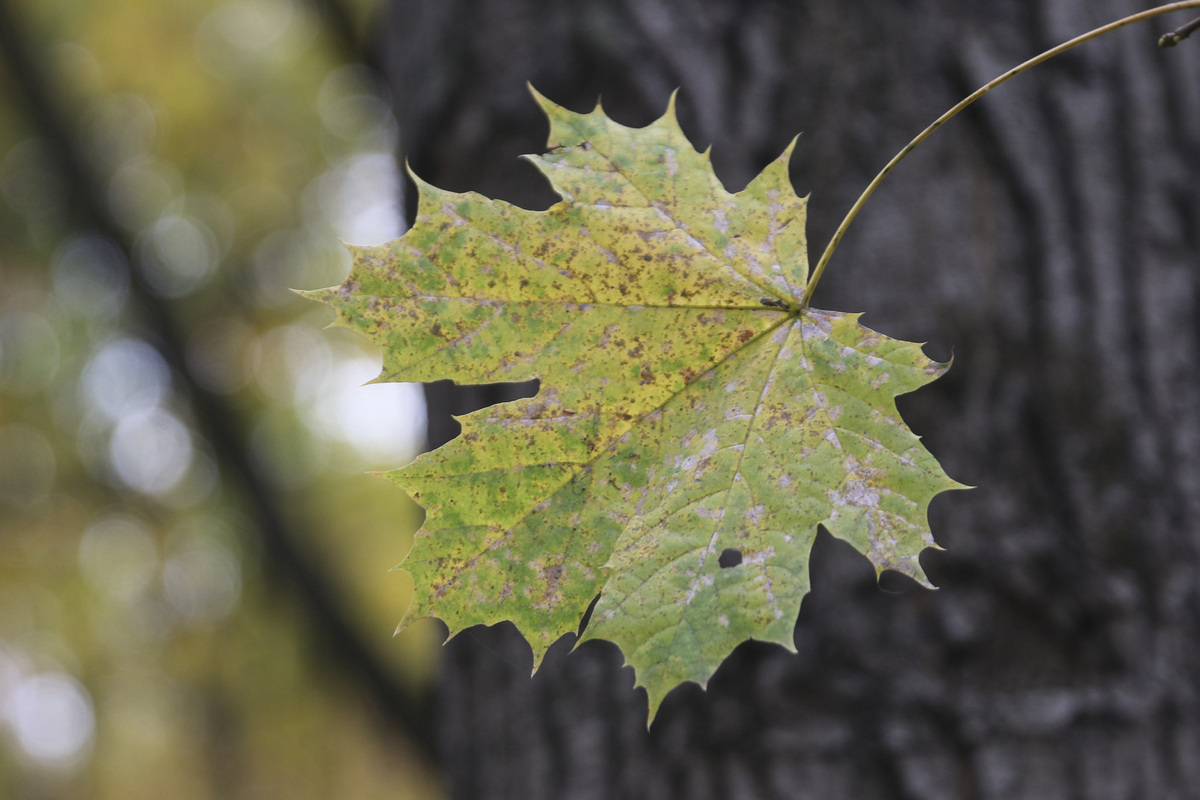 Синоптик рассказал, какая погода ждет регионы России