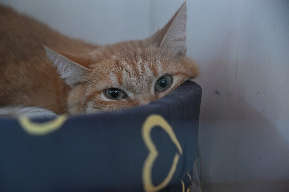 Смертельно опасно: почему нельзя часто тискать кошек