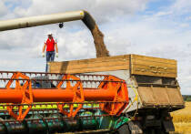 Республика изменила подход к зерновому производству — посевные площади перераспределены, а прогноз по потребности снижен