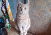 Люди, которые впервые поселили в своем доме котенка, часто теряются: как приучить малыша к лотку или уберечь диван от острых коготков? Ветеринарный врач Ева Романова рассказала, как научить кошку понимать слово «нельзя» и отучить ее от прогулок по обеденному столу без криков и принуждения