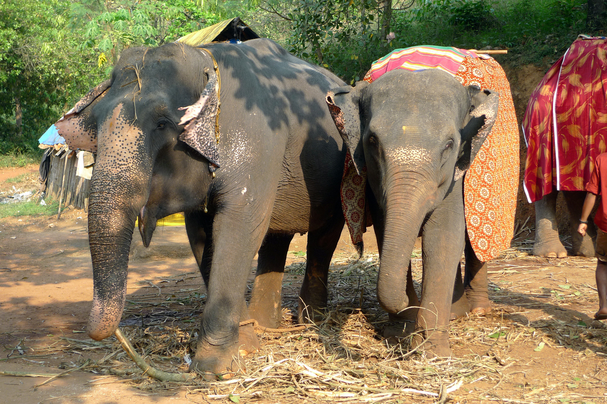 Слон убил бабушку и трехлетнюю внучку возле их дома