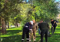 В Астрахани в рамках международной акции «Сад памяти» администрация города совместно с активистами регионального отделения общественного движения «Волонтеры Победы» высадили 15 молодых дубов у стен Астраханского кремля