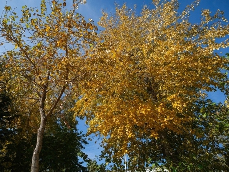 Похолодание до -4 и дожди ожидаются в Волгоградской области 16 октября