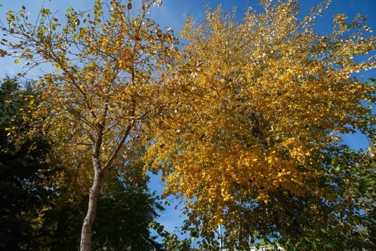 Temperature rigide e precipitazioni in arrivo nella regione di Volgograd: cosa aspettarsi e come prepararsi