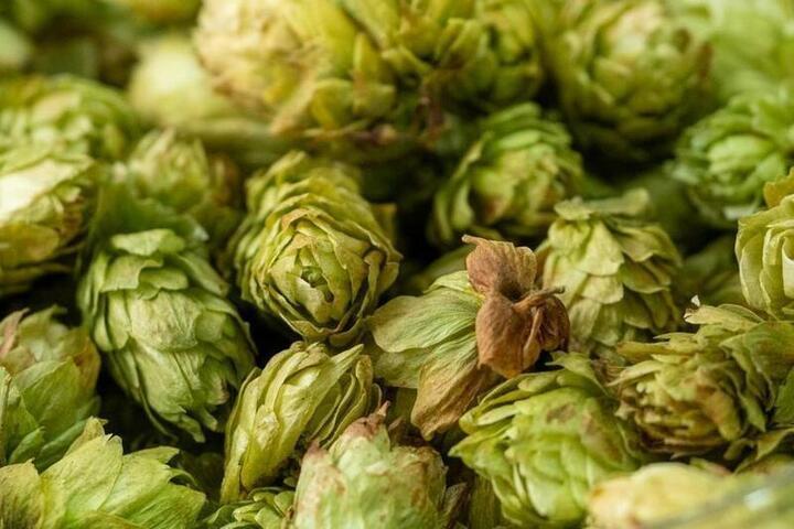 Урожайность хмеля в Чувашии выросла на 11,7%