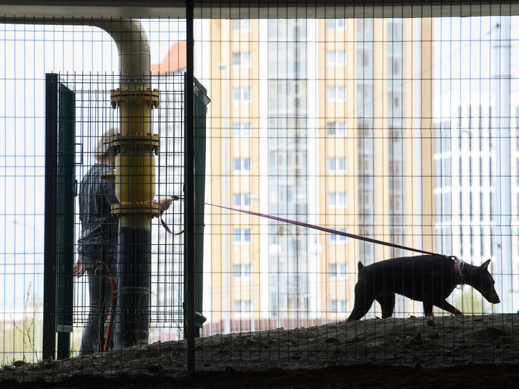 В РФ запретят детям выгуливать доберманов, немецких овчарок и собак выше 30–40 см