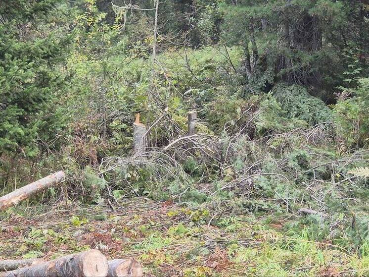 В Кузбассе возбуждено уголовное дело по факту незаконной вырубки леса