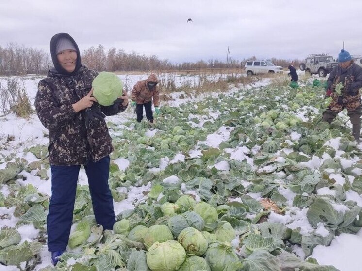 Якутия демонстрирует рост урожайности зерновых, картофеля и овощей