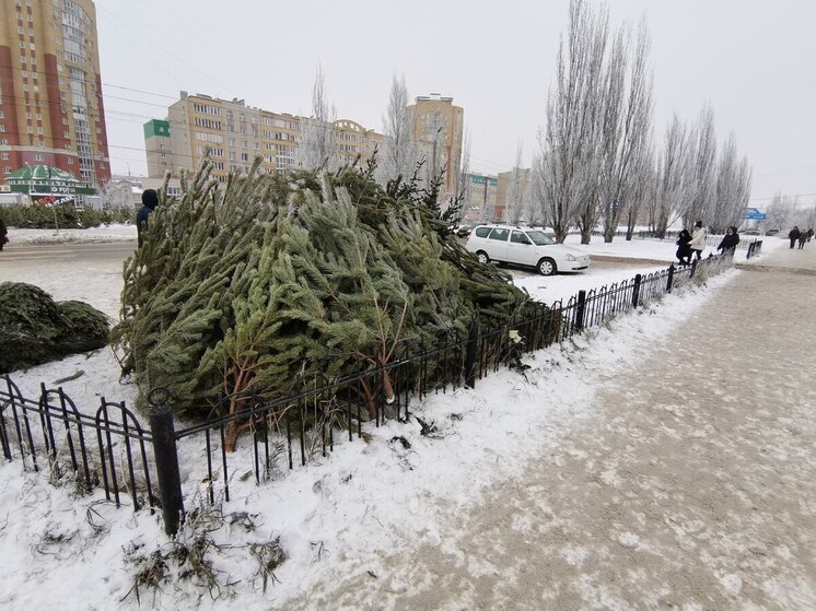 В Кировском округе Омска определили точки для торговли новогодними ёлками