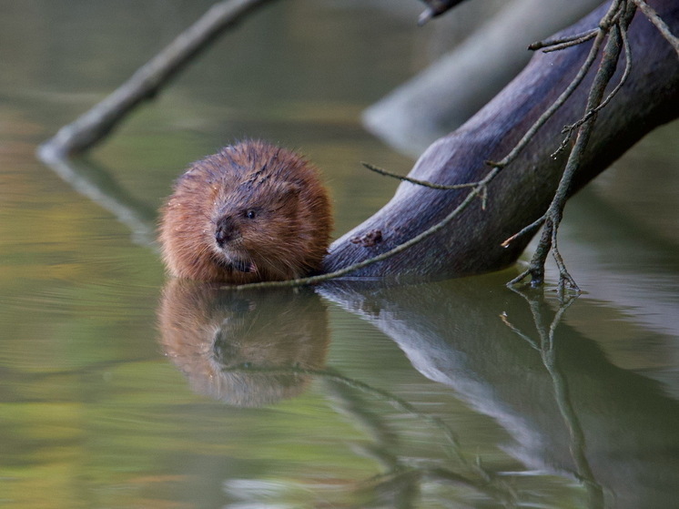 В Марий Эл начинается охота на ондатру