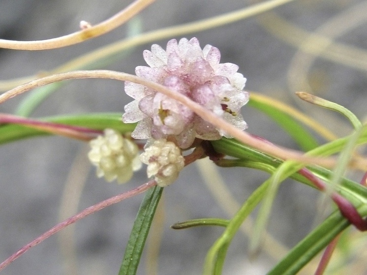 Из-за угрозы распространения повилики в Щекинском районе введен карантин