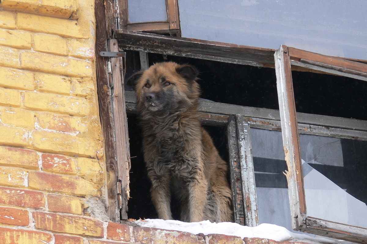Петербург взял на контроль здоровье бездомных животных