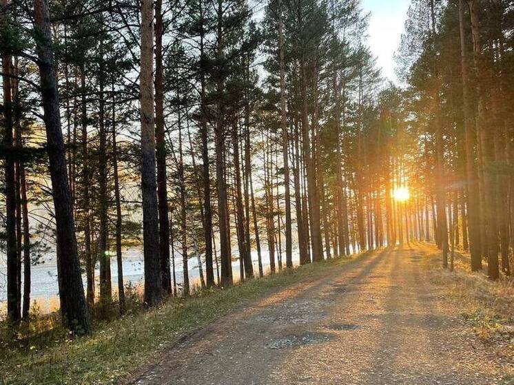 Дачи под Абазой приманили нового медведя