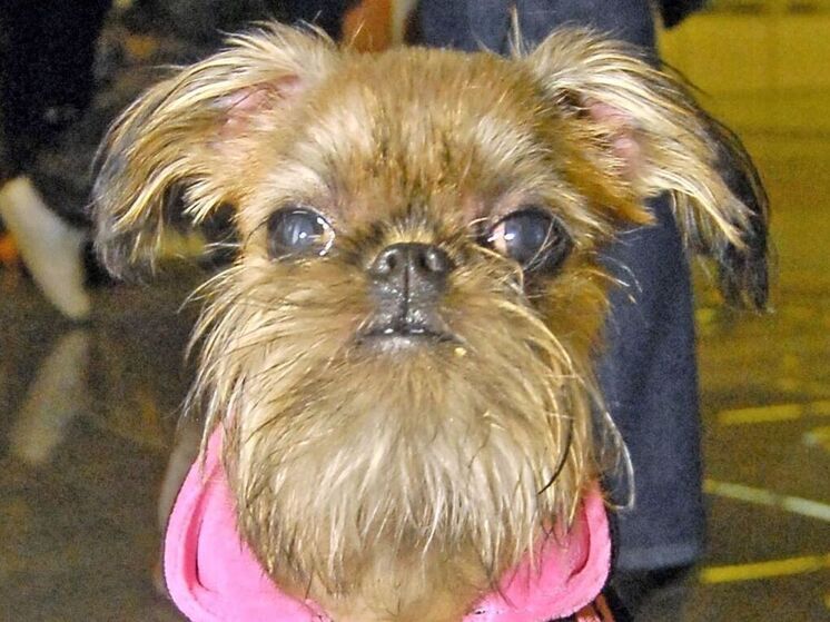 Грумер в подмосковном салоне изранила домашнего питомца