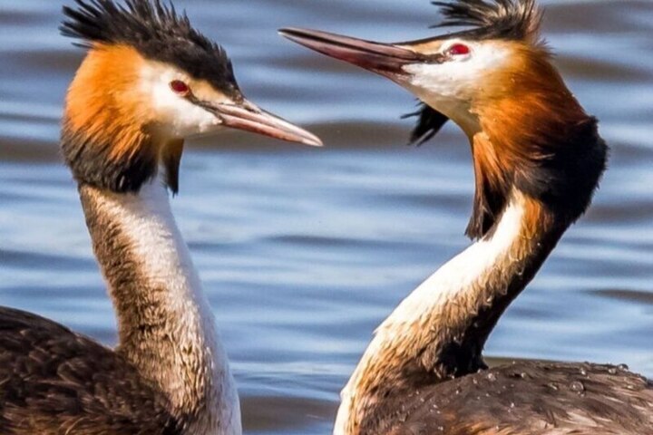 La Grande Poganka in Calmucchia: Importanza e Impatto sull'Ecosistema Locale