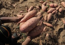 Батат – это не просто сладкий картофель, это кладезь полезных веществ и универсальный продукт, открывающий безграничные возможности для кулинарных экспериментов. Блюда из батата отличаются богатым вкусом, приятной текстурой и, конечно же, пользой для здоровья.