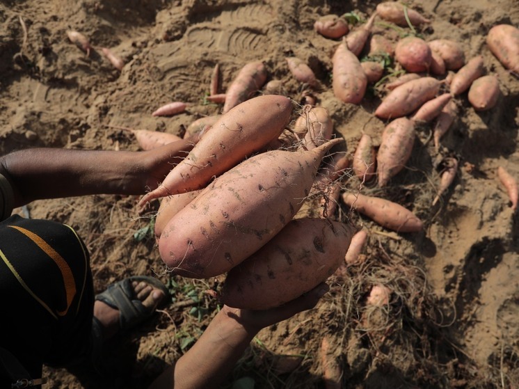 Россиянам рассказали, что делать с бататом