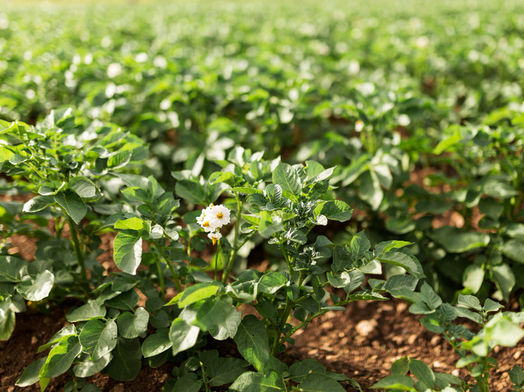 В Олонецком районе сняли карантин по золотистой картофельной нематоде