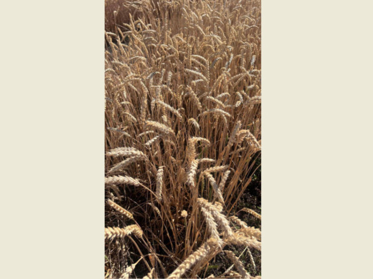 На Ставрополье испытывают инновационное удобрение для пшеницы